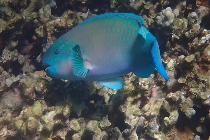 Captain Cook Snorkel Tour with Sea Caves, History and Lava Tubes