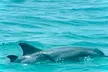 2 Hour Shell Island Jet Ski Dolphin Tour - Second Medium