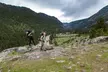 Yellowstone River Trail via Lollie's Trail Naturalist Day Hike - Second Medium