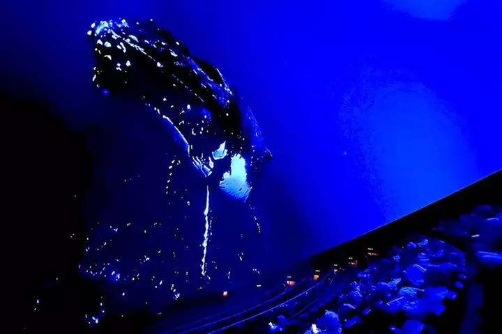 Sounds of the Ocean: The Immersive Experience - Tampa - Primary Image