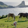 Image 5: Gower Scenery Tour