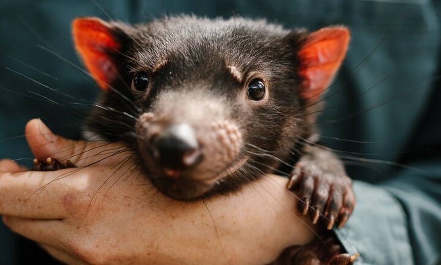 Image 5: 5 Day Island Icons Tassie Day Tour Bundle