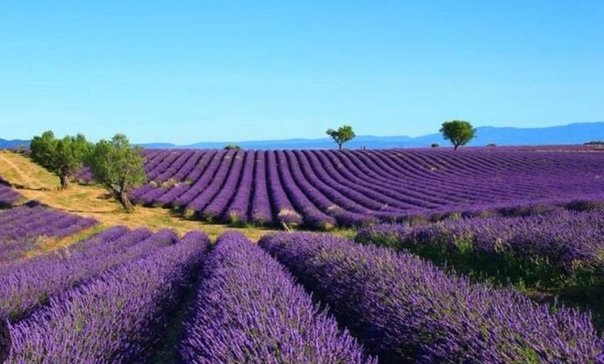 Image 3: Les Villages du Luberon & (Lavande juin/juillet) en visite privée
