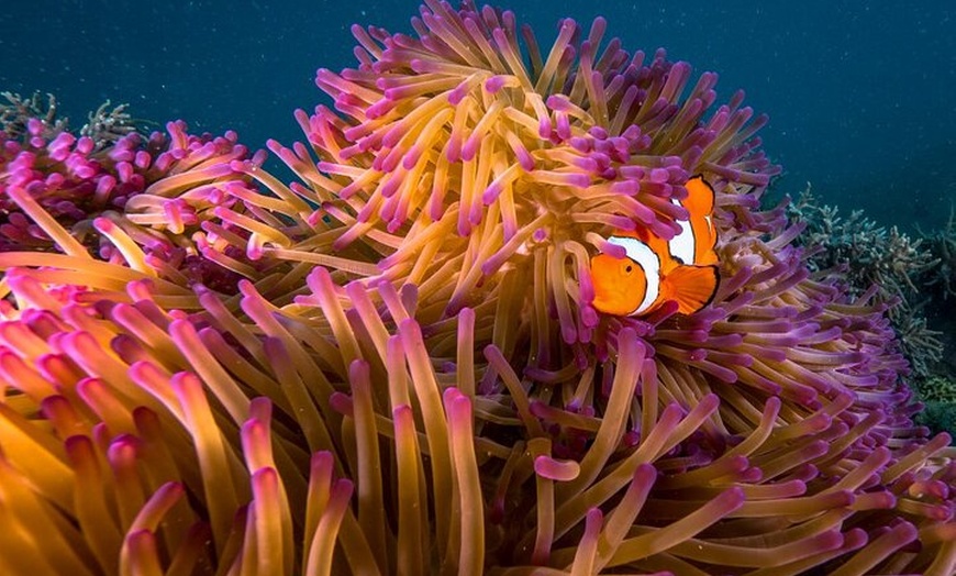 Image 5: Afternoon Fitzroy Island Escape – Return Ferry Included