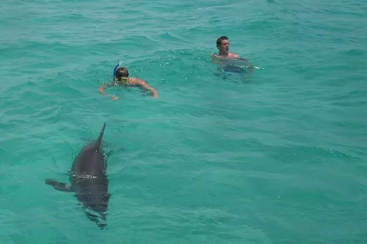 Swim with the Dolphins Boat Tour in Panama City Beach - Primary Image