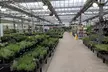 $25 For $50 Towards plants - Second Medium