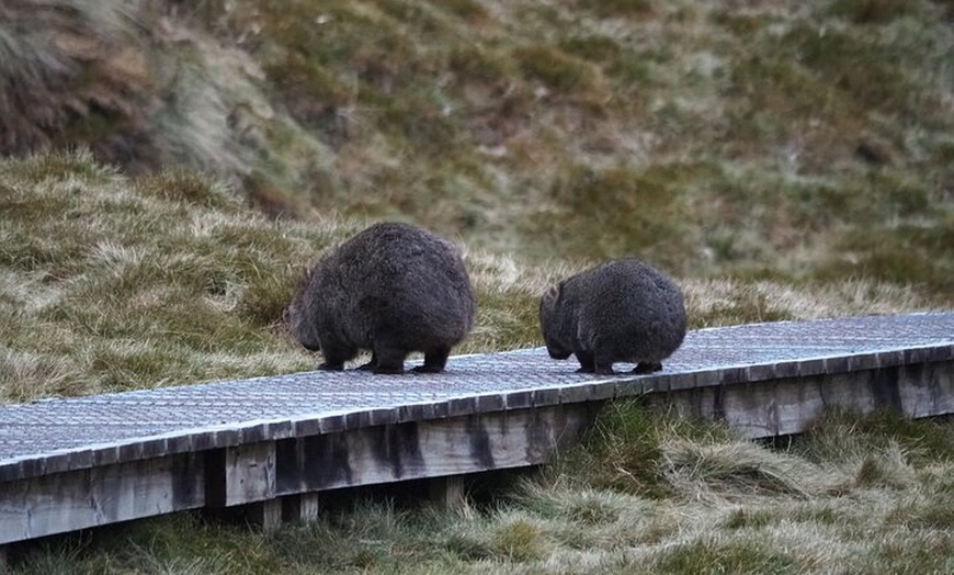 Image 28: 6-Day Tasmanian Explorer Adventure Tour from Hobart