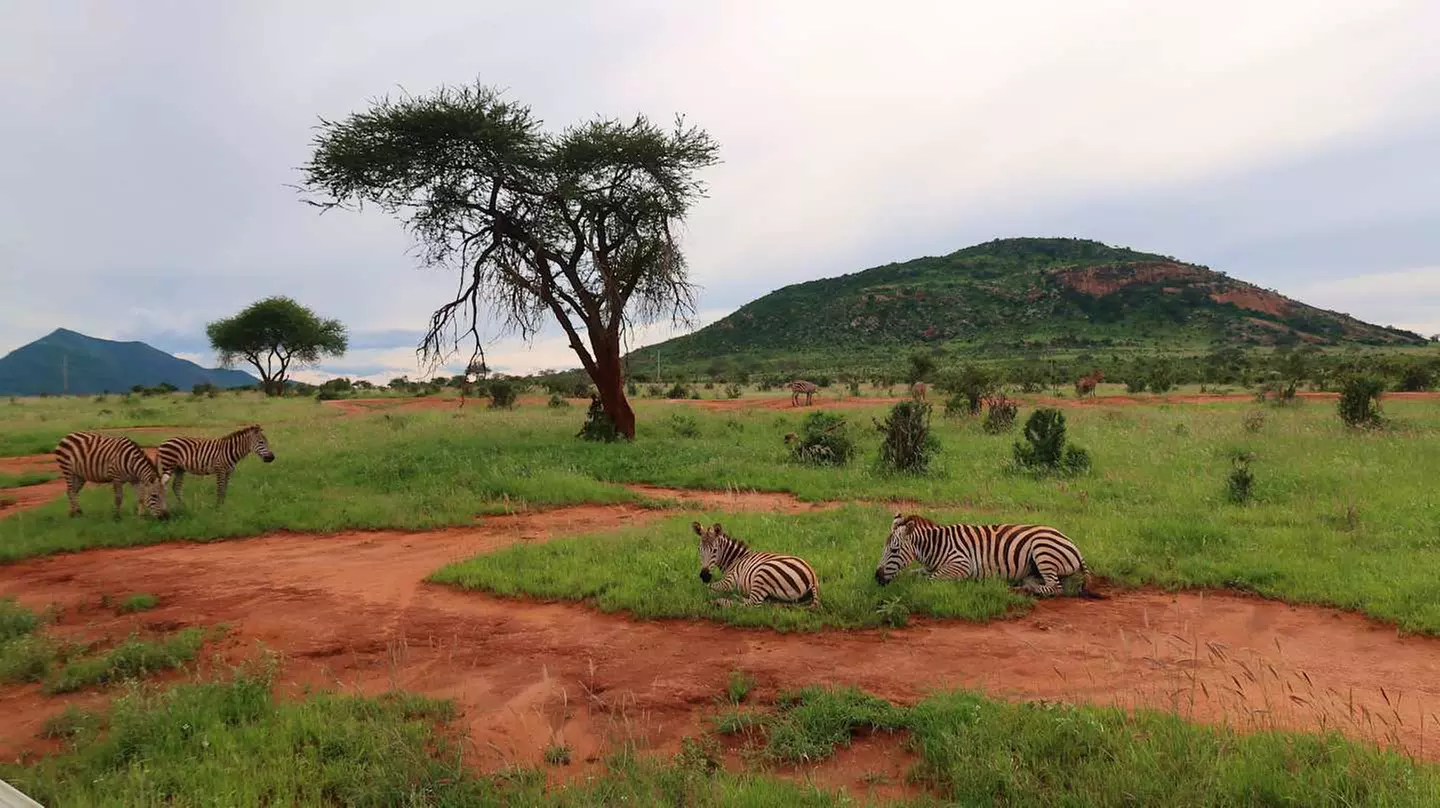 ✈ KENYA | Mombasa - Riserve naturali in safari e spiagge in Kenya 3...