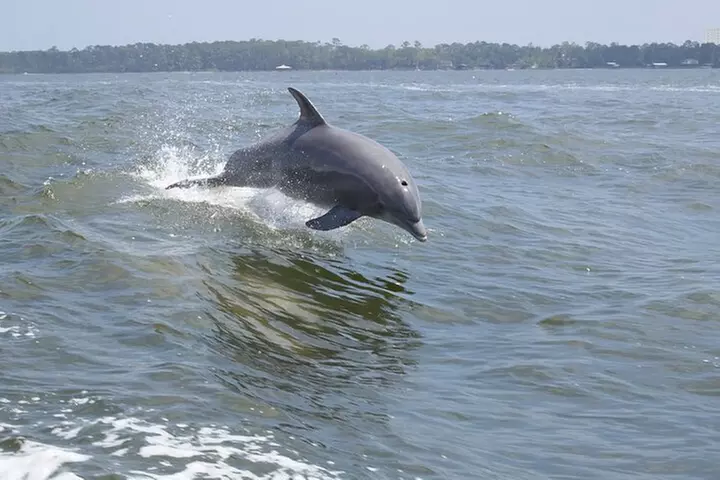 Narrated Tour of Chincoteague, Wild Pony and Nature Cruise - Second Medium