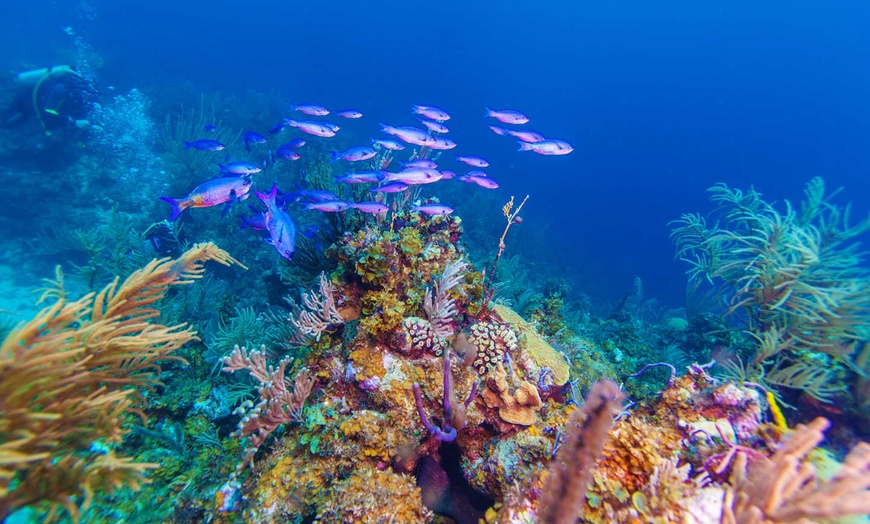 Image 21: ✈ CUBA | Varadero - Iberostar Origin Bella Vista & Escursione di un...