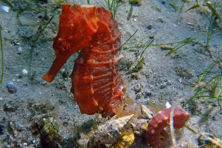 Experience Peanut Island Adventures with Go Pro