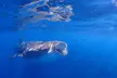 Whale Shark & Manta Ray Snorkel -(May-Sept) Only 10pp per Boat - Second Medium