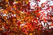 Fall Foliage Day Trip from Boston to the Mohawk Trail with Stops - Second Medium