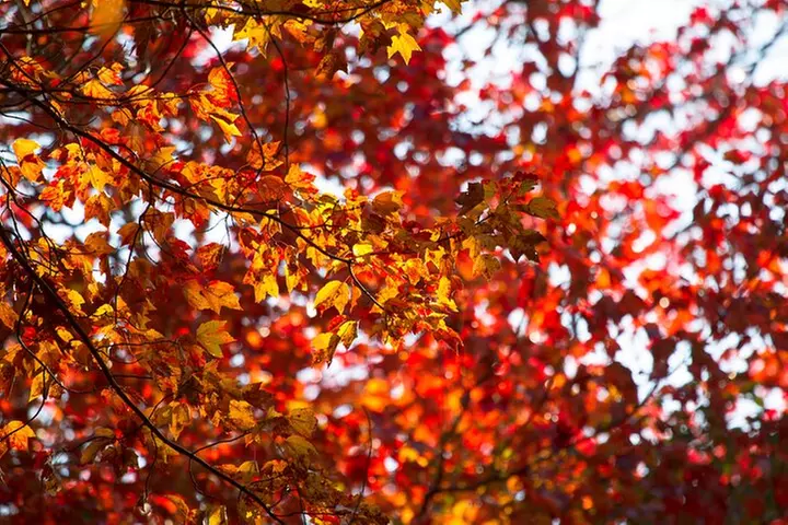 Fall Foliage Scenic Day Trip to Vermont and Western MA with Stops - Second Medium