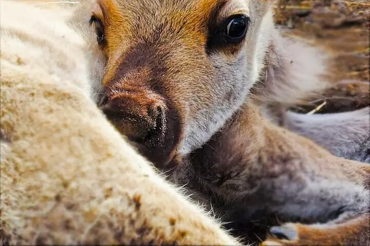 Dog Sledding & Animal Adventures – Anchorage Pickup