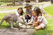 Currumbin Wildlife Sanctuary & Burleigh Heads Private Tours - Image 3