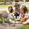 Image 3: Currumbin Wildlife Sanctuary & Burleigh Heads Private Tours
