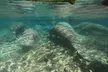 VIP Private Manatee Swim Tour - Second Medium