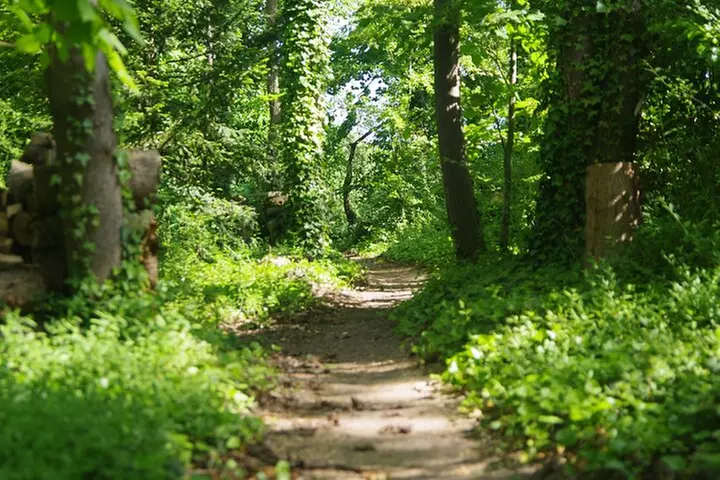 Racines le Sentier du dernier Tableau - Primary Image