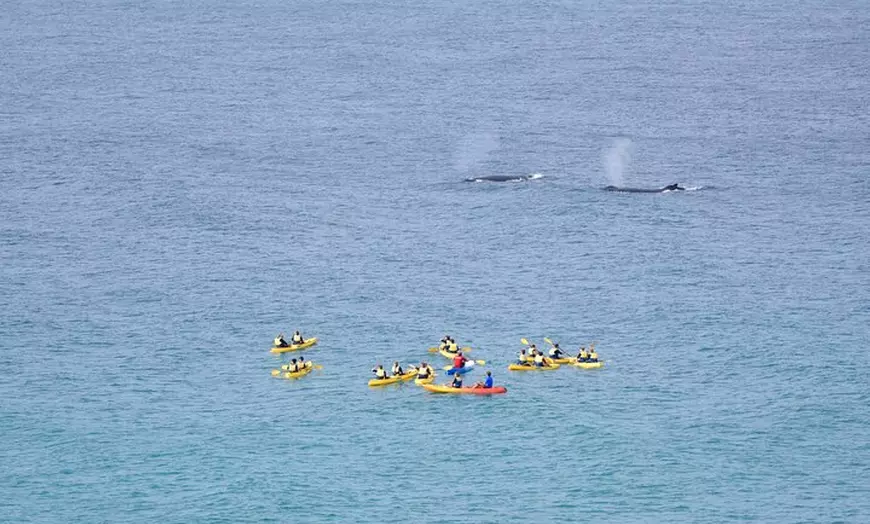 Image 6: Whale Watching Ocean Kayak Tour