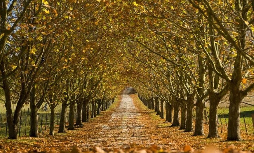 Image 9: From Sydney Private Tour of Waterfalls Wineries and Wildlife