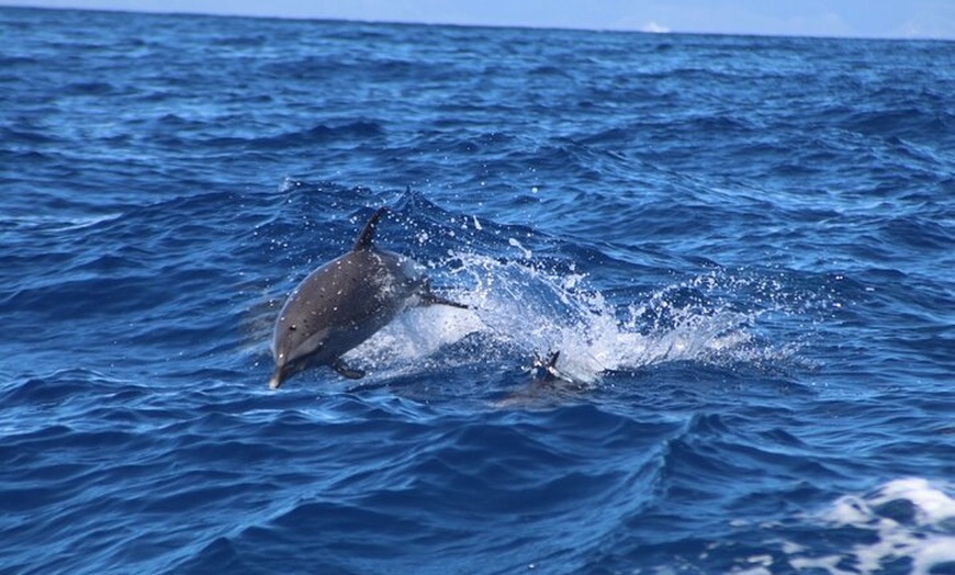 Image 7: Maui to Lanai Semi-Private Eco Raft Snorkel and/or Dolphin Tour