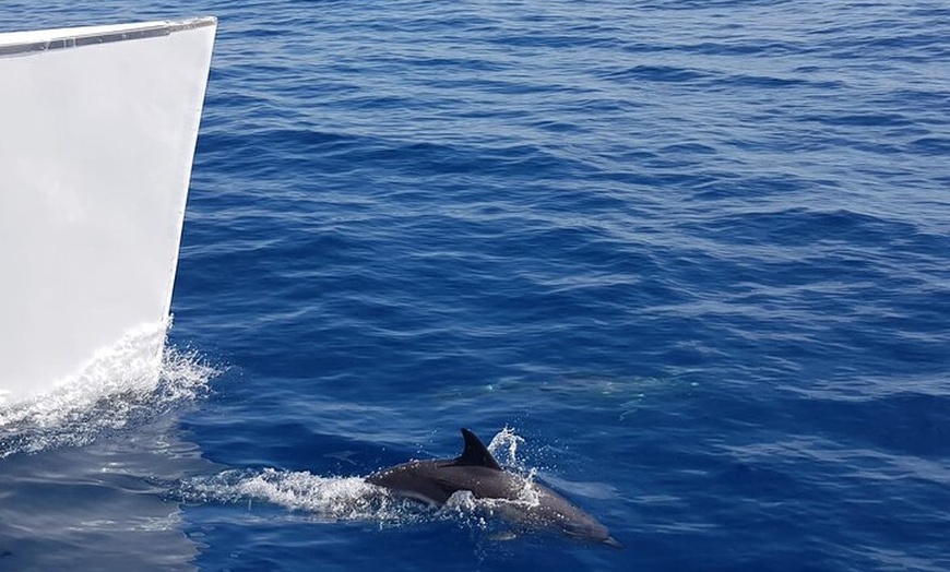 Image 4: Paseo en velero al atardecer con avistamiento de delfines