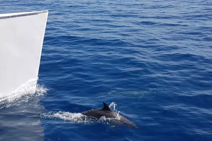 Paseo en velero al atardecer con avistamiento de delfines