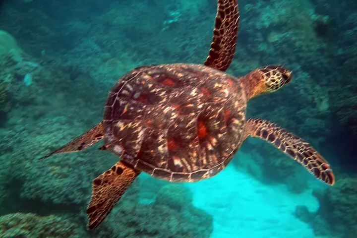 Kayak Whale Watch and Snorkel Hawaiian Islands Whale Sanctuary