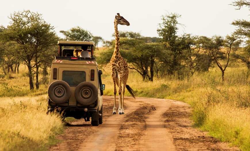 Image 6: ✈ TANZANIE | Du Kilimanjaro à Zanzibar - Les essentiels de la Tanza...