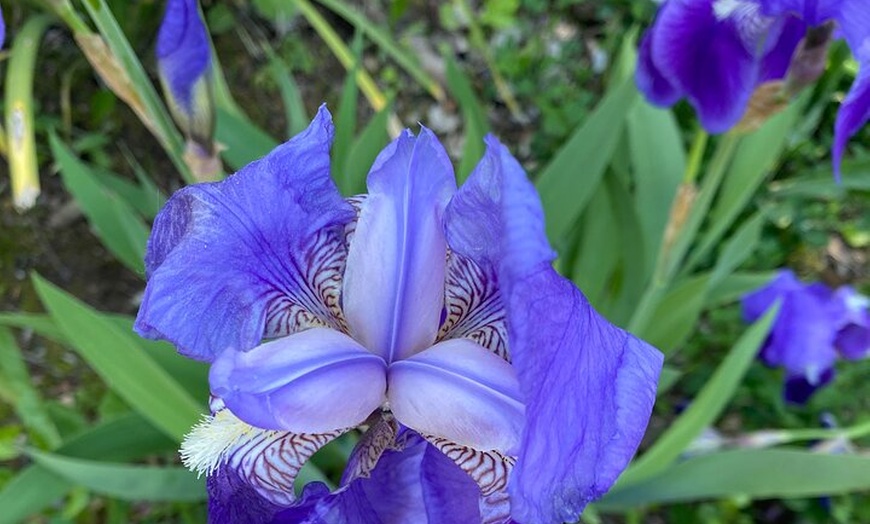 Image 18: Entradas de La Alhambra con Palacios Nazaríes +Tren Turístico