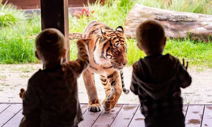 Image 3: Taronga Zoo + Sydney Harbour Hopper Combo Passes