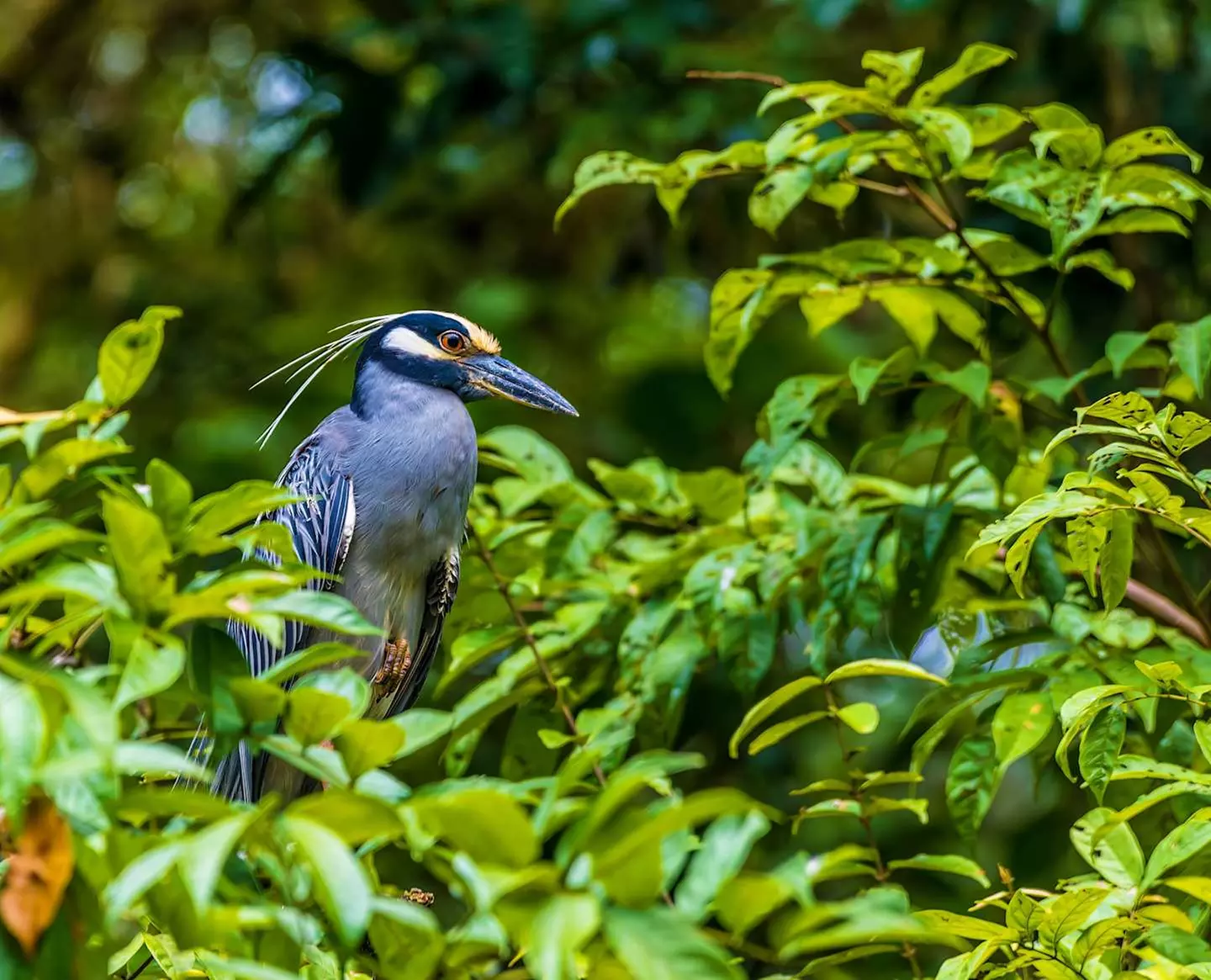 ✈ COSTA RICA | San José - Esplora la Costa Rica 4*, 15 notti - Viag...