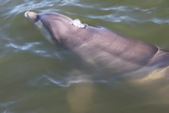 Private Dolphin Tour up to 12 passengers