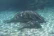 VIP Private Manatee Swim Tour - Second Medium