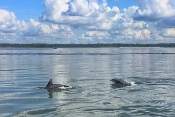 Private Disappearing Island Dolphin Tour