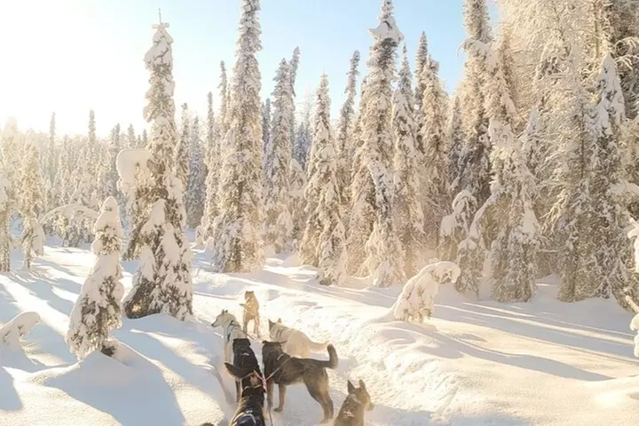 Dog Sledding & Animal Adventures – Anchorage Pickup