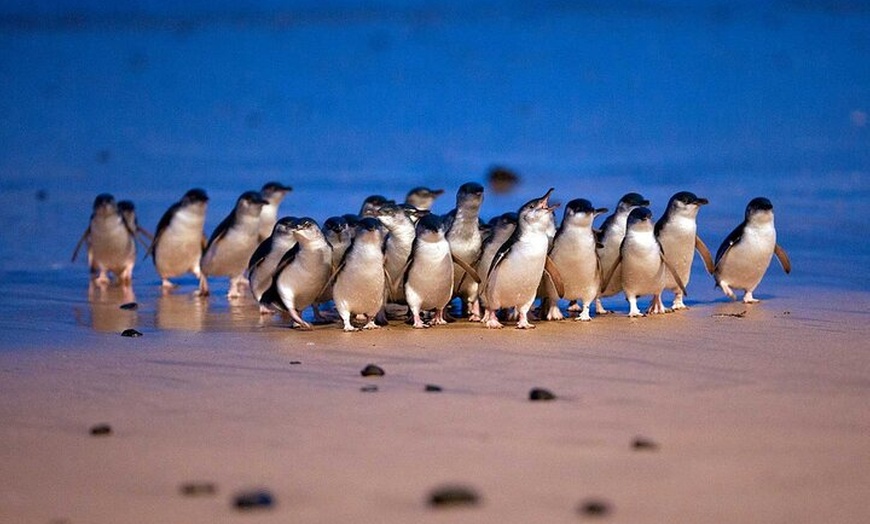 Image 1: Phillip Island Penguin Parade and Wildlife Tour from Melbourne