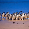 Image 1: Phillip Island Penguin Parade and Wildlife Tour from Melbourne