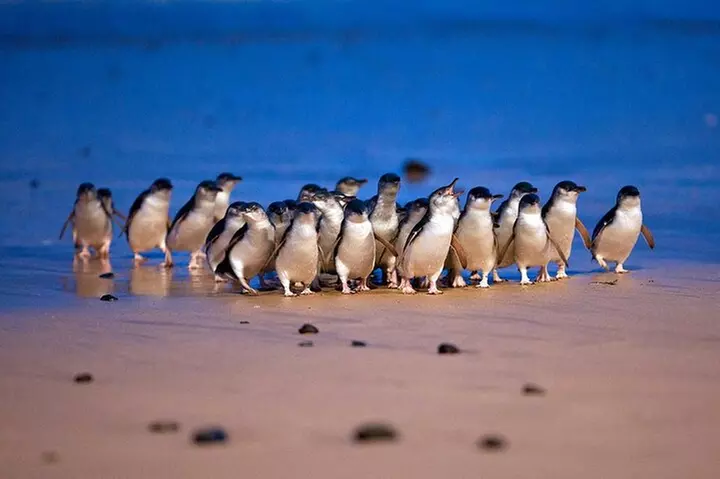 Phillip Island Penguin Parade and Wildlife Tour from Melbourne - Primary Image