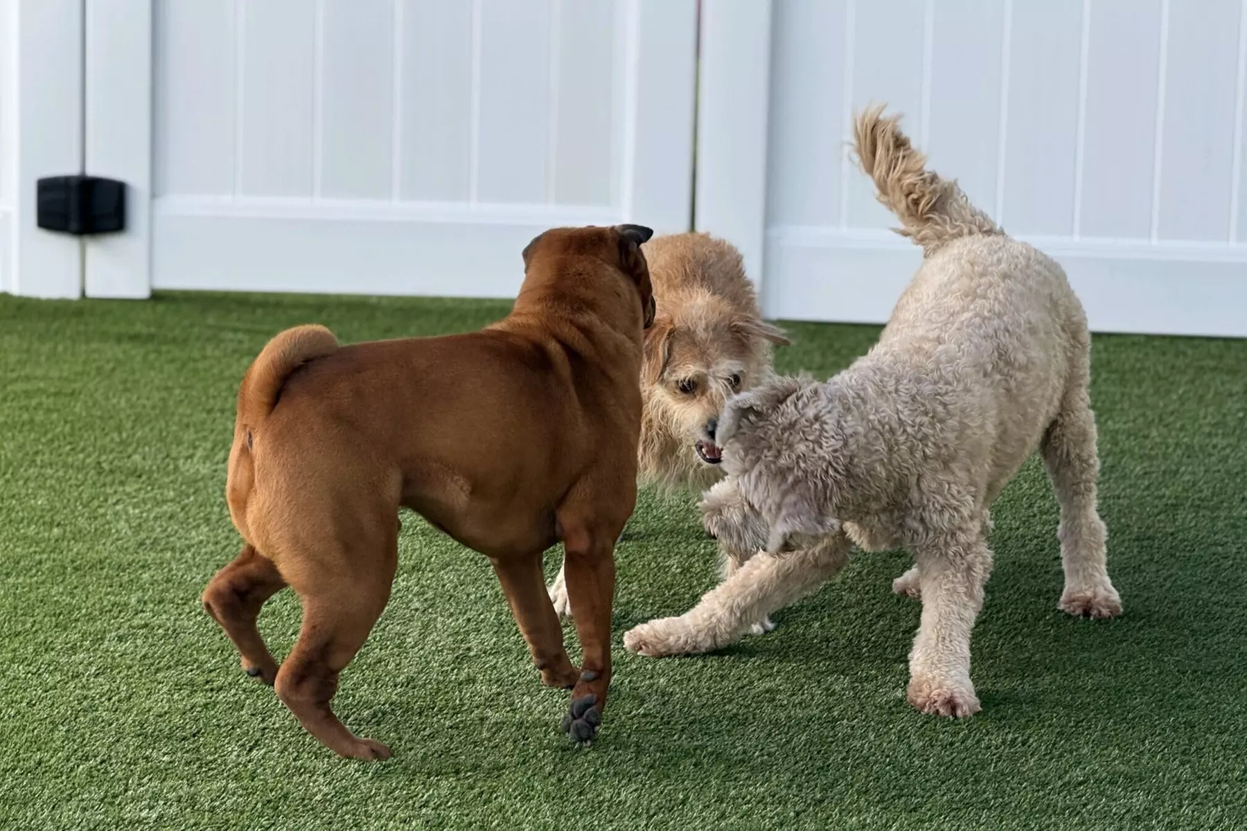 $32.50 For One Day Standard Boarding Suite (Reg. $65)