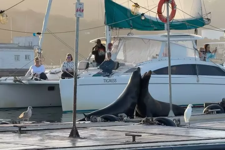 2.5 Hours of Fun: Catamaran Sunset Sail