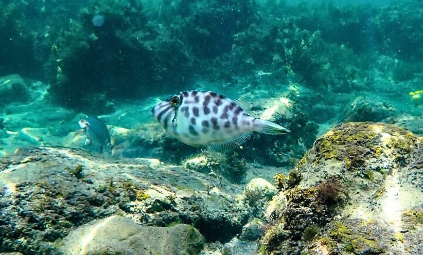 Image 4: Snorkeling To Discover Sydney's Underwater Wonders