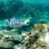 Image 4: Snorkeling To Discover Sydney's Underwater Wonders