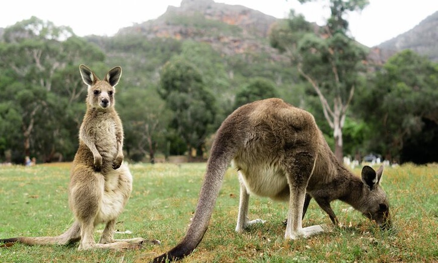 Image 3: 2-Day Melbourne to Adelaide Tour via Great Ocean Road Grampians