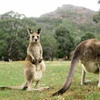 Image 3: 2-Day Melbourne to Adelaide Tour via Great Ocean Road Grampians