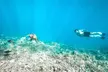 Small Group Coral Gardens Snorkel & Waterslide Adventure - Second Medium