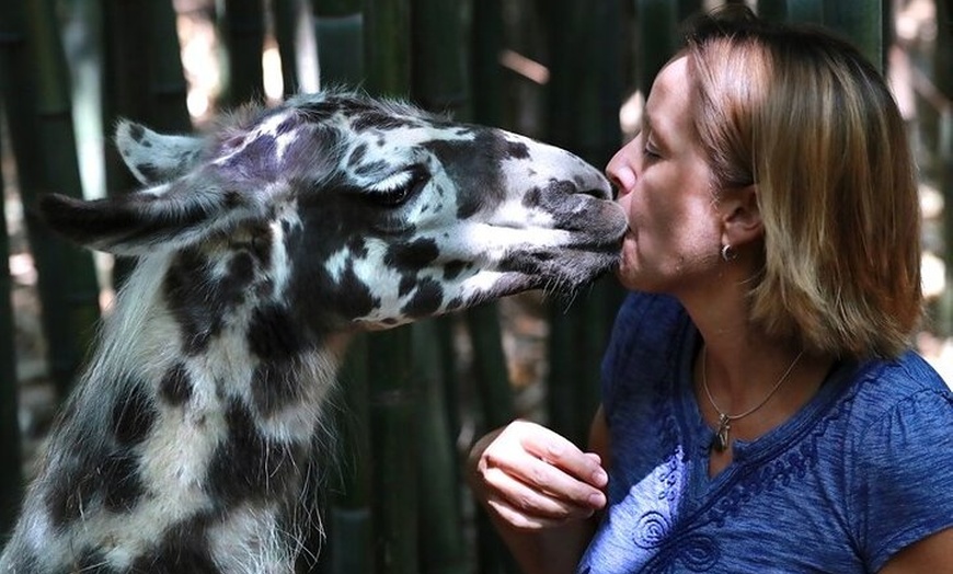 Image 2: Wine Tasting with Llamas, Alpacas and Guanacos