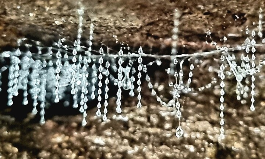 Image 3: Glow Worms - Nocturnal Rainforest/Waterfall Adventure
