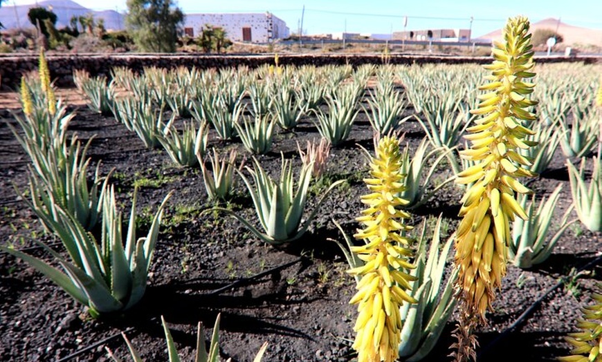 Image 4: Descubre la auténtica Fuerteventura del Sur
